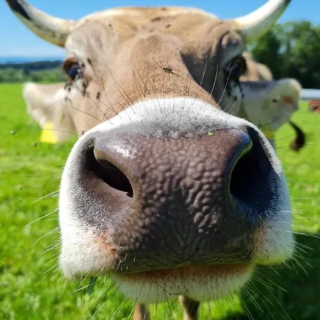 Himmelshof ايسني ام الغو