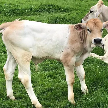 Himmelshof * Isny im Allgau